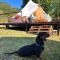 Tranquil Tent Retreat Glamping