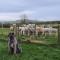 Alpaca farm 3 bed farmhouse THE ALPACA PLACE - Dromara