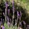 Perivoli SeaView Cottage, a Rural Bliss of Nature, By ThinkVilla