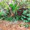 Front Apartment at the Cottage- 2 bedrooms - Geneva in Kyogle