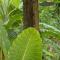 Vista Verde Surf & Studios - jungle View