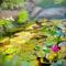 Tranquil Japanese-Gardens Retreat