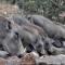 Bushvilla Umoja Kruger