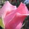 Rose Apart
