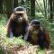 Sharp Island Gorilla Lodge, Lake Bunyonyi