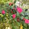 Adelaide Hills Camellia Cottage Wifi