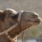 Foto: Negev Camel Ranch 36/39