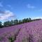 Lavender Breeze Furano - Shimo-furanoshigai