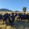 Top Paddock Silo Stay