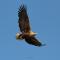 FeWo Seeadler - Heuser Prerow - Prerow