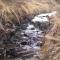 Wild nest Zlatibor Bear - Zlatibor
