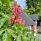 B&B Cosy Garden - Alblasserdam