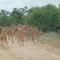 Bushbuck Rest