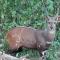 Bushbuck Rest - Marloth Park