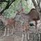 Bushbuck Rest - Marloth Park