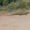 Bushbuck Rest - Marloth Park
