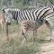 Bushbuck Rest - Marloth Park