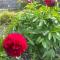 Guild Hall, sleeps 8 with parking in New Quay - 新码头
