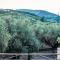 Olive Grove private residence - Lithakia
