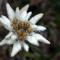Edelweiss Ilinca - Zărneşti