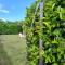 Endless Summer - Fontane Bianche