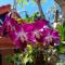 The Pavillon by The Pace Phuket Boutique Resort
