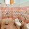 Ocean Inn & Meadows Inn ! Couple Friendly ! Family Hotel ! Walking Distance From Mall Road