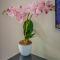 Spacious Apartment - Self Check-In & Free Parking - Ruaka