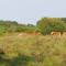 Luxe Glamping Met eigen badkamer voor 5 Personen Bashful - Behelp