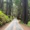 Magical Cabin Retreat in the Redwoods!! - Notleys Landing