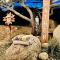 Arkansas River -O- Yurt and Breakfast