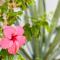 Garden City Private Apartment Costa Adeje