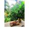 Villa tropicale charmant T2 dans un cadre verdoyant