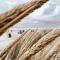 Nordstrandperle Ap O10 - Norderney