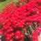 Sunset Manor Stays- Pet Friendly Unit Bairnsdale