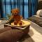 H2O studio unit in ara damansara - 八打灵再也