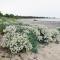 Havsutsikt med 50m till badstrand - Byxelkrok