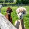 Hoeve den Akker - luxueuze vakantiewoningen met privétuinen en alpaca's nabij Brugge, Damme, Knokke, Sluis en Cadzand - Damme