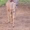 marlothpride - Marloth Park