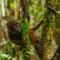 Suchipakari Amazon Eco -Lodge & Jungle Reserve - Puerto Misahuallí