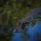 Suchipakari Amazon Eco -Lodge & Jungle Reserve