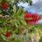 The Olive Tree