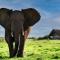 Gorah Elephant Camp