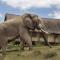 Gorah Elephant Camp