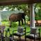 Gorah Elephant Camp