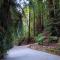 Lofted Studio Cabin in the Redwoods! - Notleys Landing