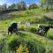 Bornhahn - Idylle im Westerwald - Katzwinkel