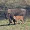 Seaboard Coastline #0887: Sleep in a caboose on a bison ranch - Clyde