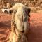 Sunrise Wadi Rum Camp