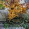Blue Mountains Bliss Cottages Katoomba - Rosebud